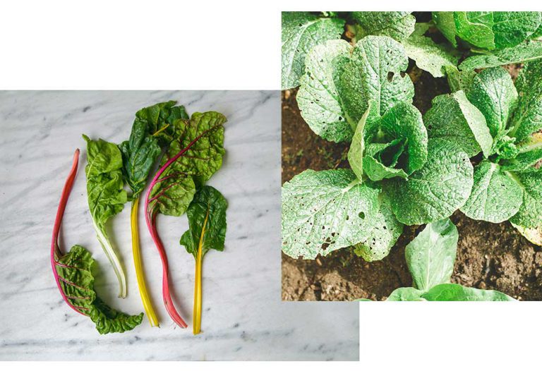 Eigenes Gemüse anbauen Urban Gardening im Fokus Jungbleiben Das
