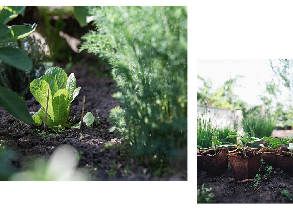 Gemüse anbauen-garten